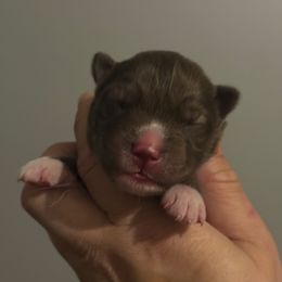 Oakwood - Red and white male Siberian Husky puppy in Florence, Kentucky from Moonlight Howl Huskies