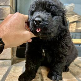 Green Boy - Black male Newfoundland puppy in Seffner, Florida from Tampa Bay Farm