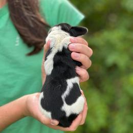 Male 5 - Black brown and white male Basset Hound puppy in Lindley, New York from Hill Top Basset Hounds & Cane Corso