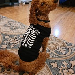 Bernedoodle and Goldendoodle All Grown Up from Rose canyon doodles