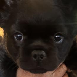 French Bulldogs from EG Bullies