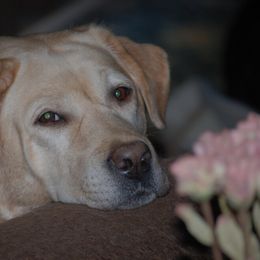 Labrador Retriever All Grown Up from Belle Isle