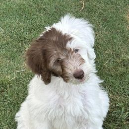 Bernedoodles from Bernedoodle Hill