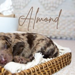 Boy 7 - Merle Goldendoodle puppy in Chesapeake, Virginia from Havens Doodles