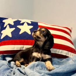 Gibbs - Black and cream male Dachshund puppy in Red Bluff, California from Down The Hill Potterdale
