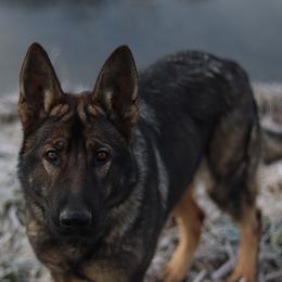 German Shepherds from Fair Fields Farm