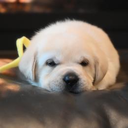 MALE Pick 4 - Yellow male Labrador Retriever puppy in Pasco, Washington from ROCK CREEK LABRADORS