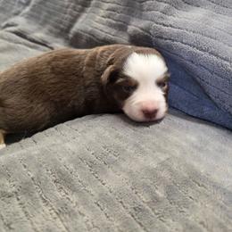Josey - Red tri-color female Miniature American Shepherd puppy in Leonard, Texas from Tin Roof Aussies