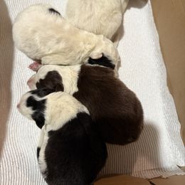 Border Collie puppies from NJ Bees BC