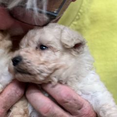 Riley - Silver gray male Pumi puppy in Huntsville, Texas from TriSong TIbetan Terriers & Pumik