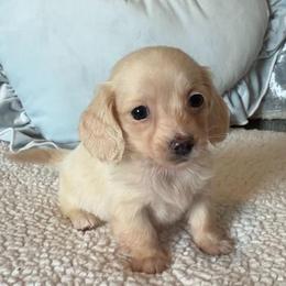 Bonbon - Cream female Dachshund puppy in Gladewater, Texas from Devoted Dachshunds