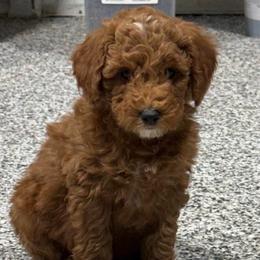 Moaning Myrtle - Phantom female Poodle puppy in Godley, Texas from Godley Designer Doodles