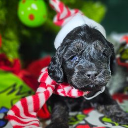 Grinch - Black and tan male Cockapoo puppy in Indiahoma, Oklahoma from Phamily Doodles