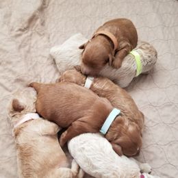 Goldendoodle puppies from Our Little Doodles
