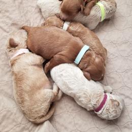Goldendoodle puppies from Our Little Doodles