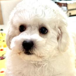 Puppy - White male Bichon Frise puppy in Greenville, South Carolina from Almaza Bichons