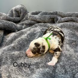 Cubby - Chocolate merle male Bernedoodle puppy in New Ringgold, Pennsylvania from Hawk Mountain Doodles