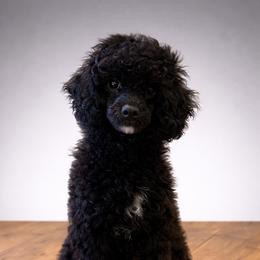 Joe - Black male Poodle puppy in Nixa, Missouri from Foxtrot Farm Poodles