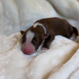 Bay AKC - Red tri-color male Australian Shepherd puppy in Polk City, Florida from Skaky Shepherds