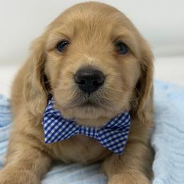 Dreamy - Cream male Dachshund puppy in Murfreesboro, Tennessee from Kimbrie's Dream Cream Doxies