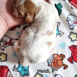 Heidi - Red and white female Basset Hound puppy in Mack's Creek, Missouri from Mack's Creek Basset Hounds