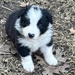 Rex - Black and white male Border Collie puppy in Mckinney, Texas from Border Collies of Ruidoso