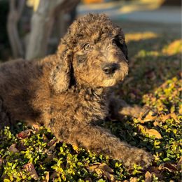 Maple (White Collar) - Goldendoodle puppy from M & L Doodles, LLC