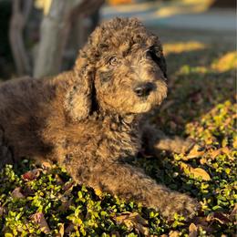 Maple (White Collar) - Goldendoodle puppy from M & L Doodles, LLC