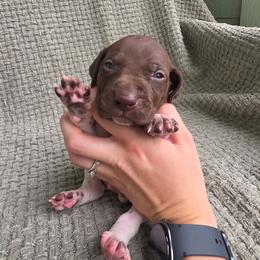 Grey Boy - Liver and white male German Shorthaired Pointer puppy in Nampa, Idaho from Heart Mountain Cavaliers & Floating Feathers Kennel
