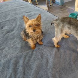 Maddy - Yorkshire Terrier