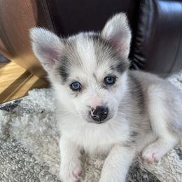 Pomsky Puppies from Ocean State Pomskies