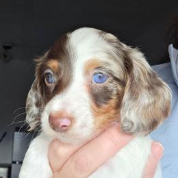 Ellie's chocolate and tan dapple piebald longhair boy - Dapple male Dachshund puppy in Declo, Idaho from Dozendachs