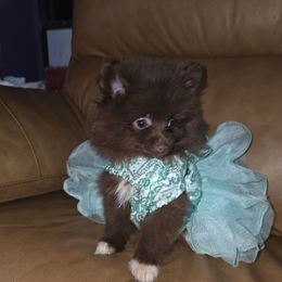 Hunnibunnies elsa - Chocolate parti female Pomeranian puppy in Cleveland, Ohio from Hunnibunnies