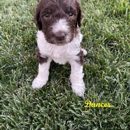 Australian Labradoodle Puppies from Lokal Labradoodles