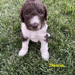 Australian Labradoodle Puppies from Lokal Labradoodles