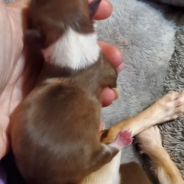 Girl 1 - Chocolate and white female Chihuahua puppy in Oklahoma City, Oklahoma from Teacup Chihuahuas and Friends