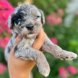 Nova - Merle female Goldendoodle puppy in Philadelphia, Pennsylvania from Philly's Designer Doodles