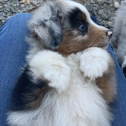 Miniature American Shepherd Puppies from AKC Emerald Minis