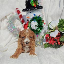 Hannah - Red female Cavapoo puppy in Dallas, Texas from Halo's Heroes Doodles
