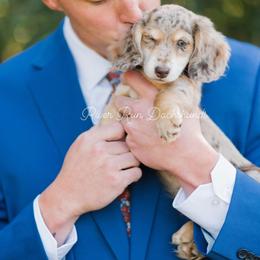 Dachshund Puppies from RRD