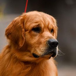 Toby - Golden Retriever
