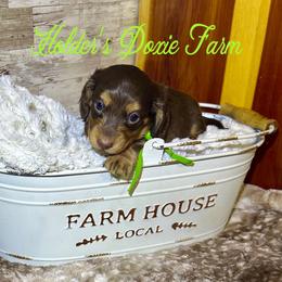 Bashful - Chocolate and tan male Dachshund puppy in Atwood, Oklahoma from Holder’s Doxie Farm