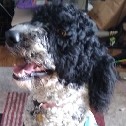 Doode - Goldendoodle