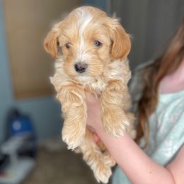 Lightning McQueen - Gold male Havapoo puppy in Surprise, Arizona from Huckleberry Doodles