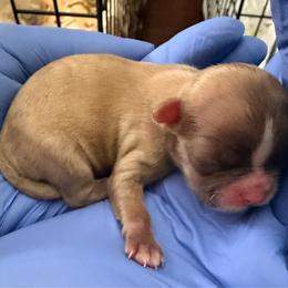 Girl 3 - Brindle female Shih Tzu puppy in Florida from Shorkie Land
