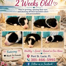 Black tri - Black tri female Miniature Australian Shepherd puppy in Port Saint Lucie, Florida from Charlene Brannon's Mini Australian Shepherds
