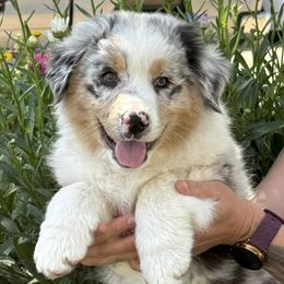Australian Shepherd Puppies from Boundless Joy Aussies