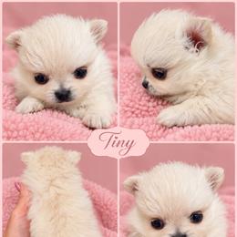 BUBBLES KOREAN TINY - White female Pomeranian puppy in Orlando, Florida from Denise’s Puppies