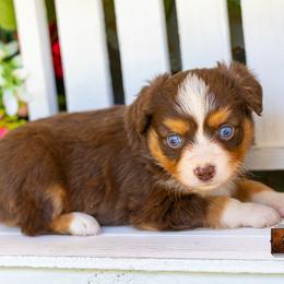 Wren - Red tri female Toy Australian Shepherd puppy in Granbury, Texas from Best Little Aussies