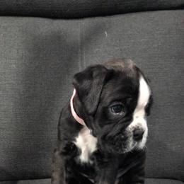 Boxer Puppies from Shanna's Boxers